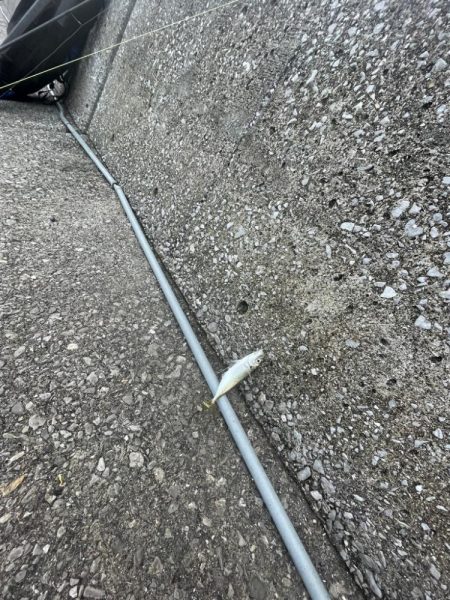 遠投サビキ二日目