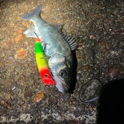 ホントに申し訳ない‼️