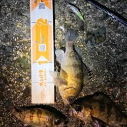 メバプラ始まってます