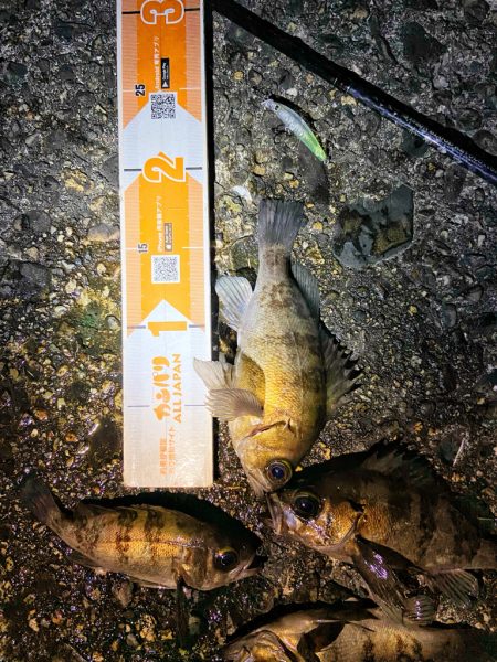 メバプラ始まってます