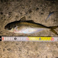 離島アジングとロックフィッシュ