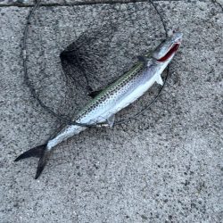 和歌山遠征でサワラ2本！