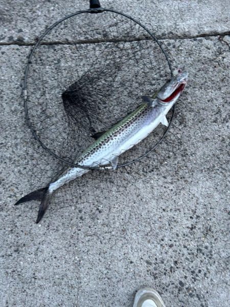 和歌山遠征でサワラ2本！