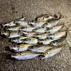 大阪湾アジング