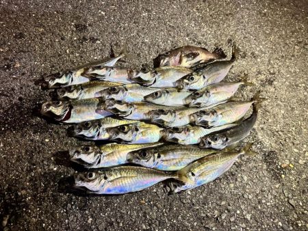 大阪湾アジング