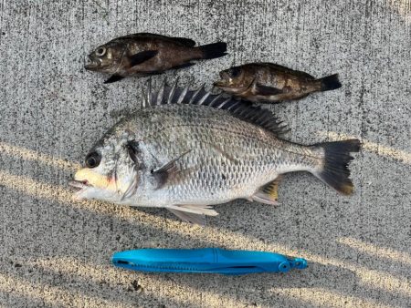 メバル好調です♪