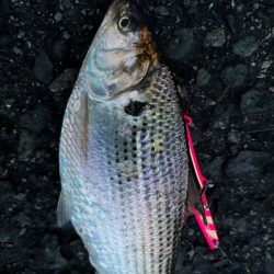 そろそろベイトが…