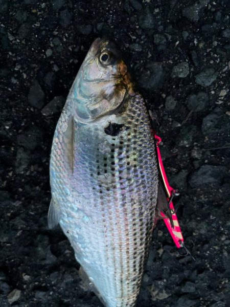 そろそろベイトが…