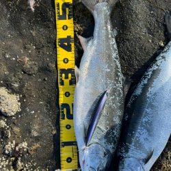 サクラ前線北上中🐟