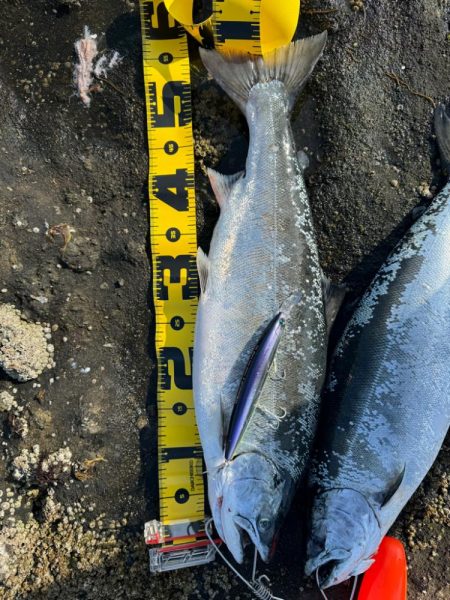 サクラ前線北上中🐟