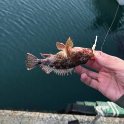 アジングのはずが。。