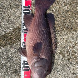 やっと釣れた^_^