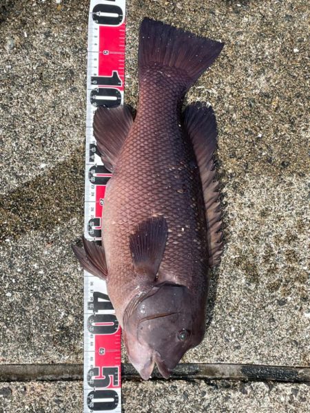 やっと釣れた^_^