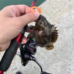 春のライトゲーム