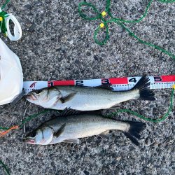 エビ撒きでハネ釣り