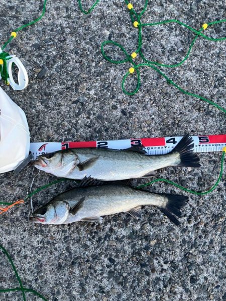 エビ撒きでハネ釣り