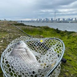 チニング チニング 楽しいな