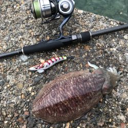 コウイカエギング！