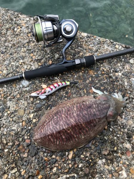 コウイカエギング！