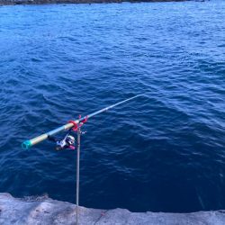 アオリイカよりヒラメ