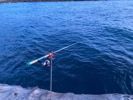 アオリイカよりヒラメ