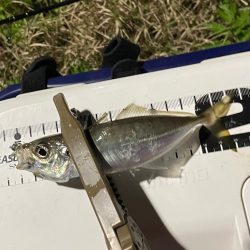 ジグ単de ~アジング♪タイミング合いました^ ^