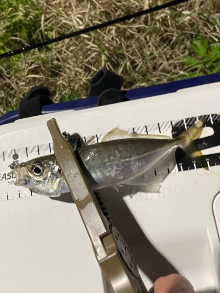 ジグ単de ~アジング♪タイミング合いまし…