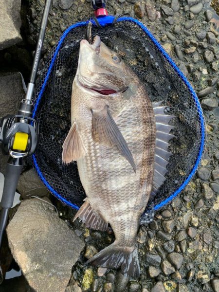 今年は年無し当たり年