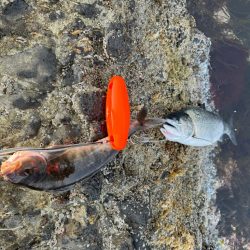 サクラマスとライン点検不履行