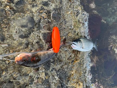 サクラマスとライン点検不履行