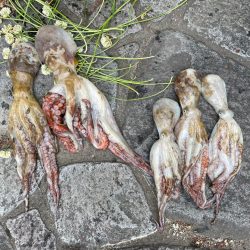 ボートタコエギング