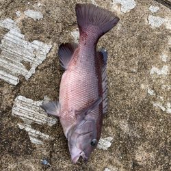 青物はいませんでしたが