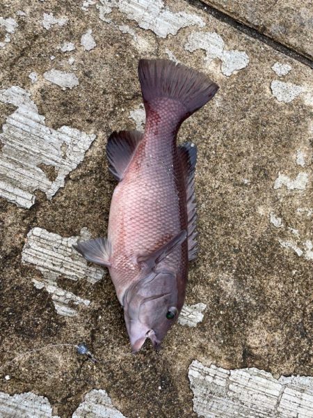 青物はいませんでしたが