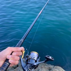 良型イサキにチヌ