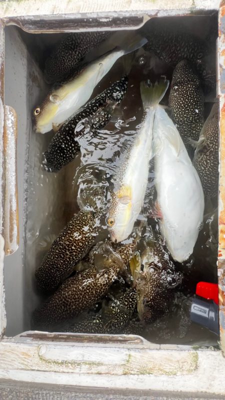 ショウサイフグ/カットウ釣り