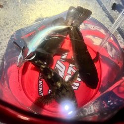 自作ワームテスト