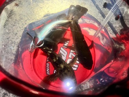 自作ワームテスト