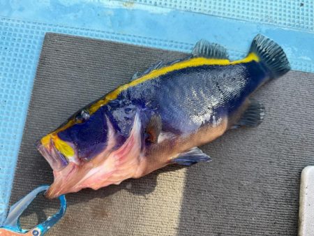 初顔！ルリハタ