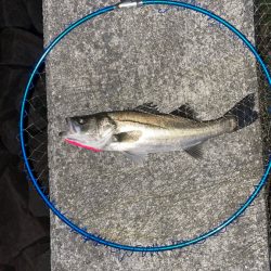 バチ抜け 活性低い?