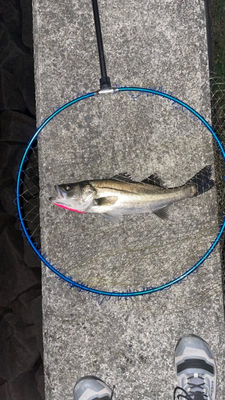 バチ抜け  活性低い？