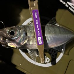 なんとか初アジ