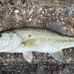 3匹の釣果です‼️