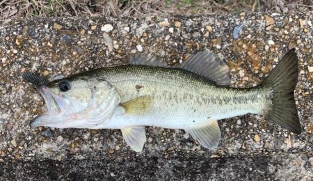 3匹の釣果です‼࿠…