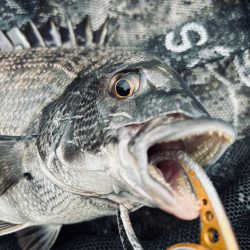 ヘチってきました