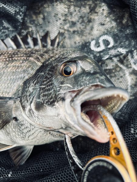 ヘチってきました