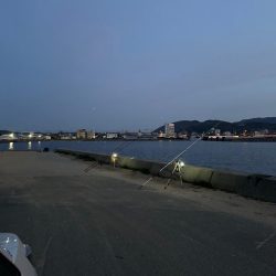 花見🌸カレイ狙い