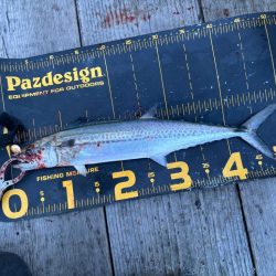 筏シーズン開幕