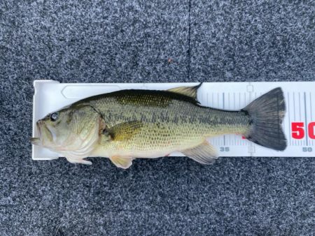 1日ボート釣行！