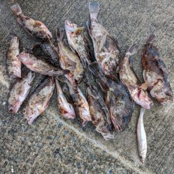 ガシラ好調でした!