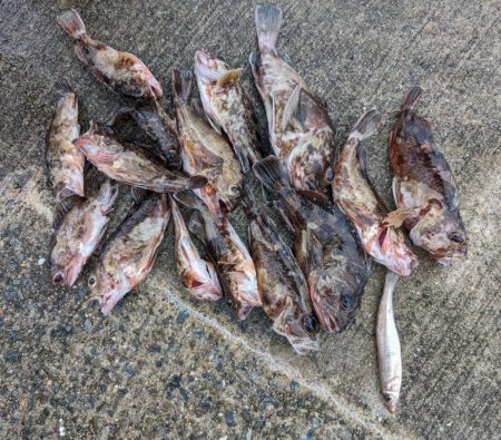 ガシラ好調でした!